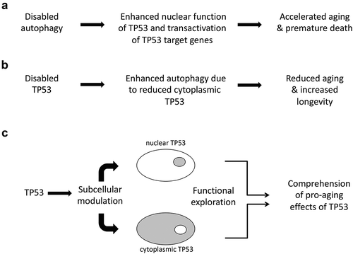 Figure 1. Relationship between aging, autophagy, and TP53. a. Autophagy inhibition causes enhanced transactivation of tumor suppressor protein p53 (TP53) target genes, resulting in accelerated aging of mice. b. TP53 inactivation results in enhanced autophagy (due to the absence of cytoplasmic TP53), increasing longevity in nematodes. c. Hypothetical experimental design to distinguish the roles of cytoplasmic and nuclear TP53 in the aging process. It would be necessary to generate TP53 mutants that are selectively active in the cytoplasm or in the nucleus, to generate genetically modified mice expressing such mutants and to characterize them for age-associated traits.