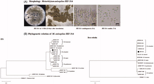 Figure 2. Characterization of the isolate JEF-314 of M. anisopliae. (A) Morphological characterization of the JEF-314 isolate: M. anisopliae cultured 14 days at 25 °C on a one-quarter strength SDA plate and Microscopic observation of the 14 days cultured fungus under a stereoscopic microscope (×40); 5 days conidiogenesis and 7 days conidia microphotographs under the optical microscope, respectively (×400); (B) Phylogenetic trees of the isolate JEF-314 and other Metarhizium isolates based on ITS and beta-tubulin sequences. Evolutionary distance was calculated for aligned sequences by Maximum Likelihood analyses.