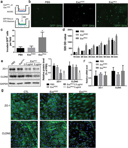 Figure 1. ExoHeLa down-regulated tight junctions and destroyed the barrier function of endothelial monolayers in vitro. (a) HUVECs were grown on the inserts of a dual well plate for 24 hrs to form endothelial monolayer. After treated with ExoHeLa or ExoHCEC for 24 hrs, GFP-labelled SiHa cells were loaded on the upper chamber and allowed for migration for 12 hrs. (b) GFP+ SiHa cells migrated through HUVEC monolayer were observed on the other side of the inserts under fluorescent microscopy. (c) The number of migrated cells in B were quantified (n = 6). (d) Similarly, after HUVECs monolayer on the inserts were treated with ExoHeLa or ExoHCEC for 24 hrs, FITC-Dextran (70kD) was added into the upper chamber. The fluorescence in the bottom wells was measured at different times. (e) Protein levels of ZO-1 and CLDN5 in HUVECs after treated with either 2.5 μg/mL or 5 μg/mL ExoHeLa were analysed by western blot. (f) mRNA levels of ZO-1 and CLDN5 in HUVEC were evaluated by real-time quantitative RT-PCR after the cells were treated with 5μg ExoHeLa or ExoHCEC or PBS for 48 hrs. (g) After treated with ExoHeLa or ExoHCEC for 48 hrs, HUVEC monolayers analysed by immunofluorescence for ZO-1 and CLDN5 (green). The nuclear were stained with Hoechst 33258 (blue). *P< 0.05, **P< 0.01.