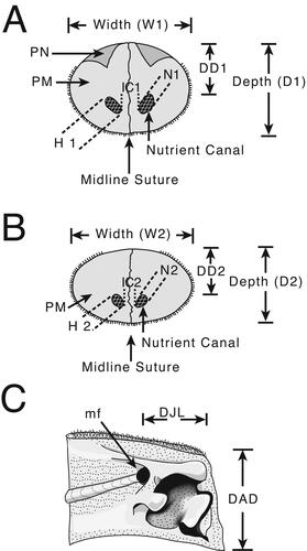 Figure 3. A, B, characters studied with emphasis on two regions of the rostrum: 0.5 L, half of the distance between the distal tip and the orbital margin of the lateral ethmoid bone and 0.25 L, one-fourth the distance between the distal tip and the orbital margin of the lateral ethmoid bone; A, cross-section view at 0.5 L; B, cross-section view at 0.25 L; C, left dentary on medial view of the interdentary joint. Character abbreviations: depth (D1, D2) and width (W1, W2) of the rostrum, height (H1, H2) and width (N1, N2) of the left internal canal (as seen in cross-section), intercanal distance (IC1, IC2) and distance of the internal canal from dorsal surface (DD1, DD2). Depth from the anterior-most denticles perpendicular to the ventral margin of the dentary (not to the distal margin, which often has projection) (DAD), and length of the intermediary joint from the mandibular foramen to the anterior-most denticles (DJL). Mandibular foramen = mf. Modified from Fierstine & Voigt (Citation1996) and Fierstine (Citation2001).