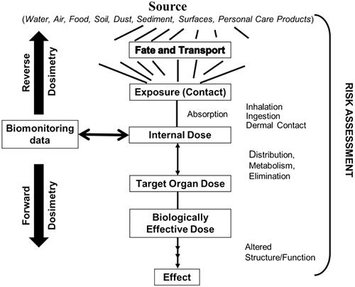 Figure 1. The role of exposure biomarkers in biomonitoring within the source to exposure to dose to health effects continuum for human health risk assessment [Reproduced from Gurusankar et al. (Citation2017)].