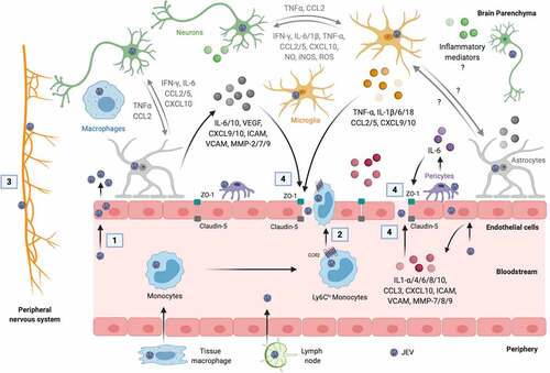 Figure 1. Mechanisms of JEV neuroinvasion. The numbers in squares indicate the mechanisms of virus entry into the brain: 1, passive transport of virus particles across the endothelial cells; 2, diapedesis of infected leukocytes; 3, virus transport via the peripheral nervous system; and 4, virus transport through the BBB disrupted by inflammatory mediators released from cells of blood and brain sides of the BBB. The inflammatory mediators written in gray mediate the crosstalk between microglia, astrocytes, and neurons that may contribute to the BBB damage. The symbol “?” denotes the missing information in the literature. Created with the web-based BioRender tool (BioRender.com)