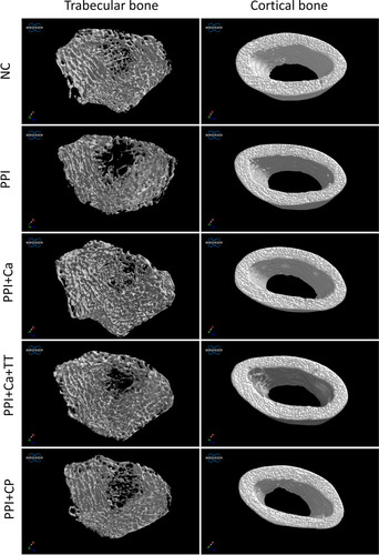 Figure 2 Three-dimensional reconstruction of the trabecular and cortical microstructures of the femoral bones of the rats.