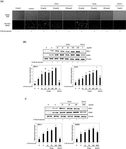 Figure 2. Effects of ETZL and tricin on antioxidant enzyme expressions in UVB-induced HDFs. (a) HO-1 and SOD1 expressions in ETZL treated UVB-irradiated HDFs, (b) HO-1 and SOD1 expressions in tricin treated UVB-irradiated HDFs. β-Actin was used as the internal control for Western blotting, and EGCG was used as the positive control. Results are presented as the means ± SD of percentages calculated with respect to control levels of three independent experiments. Values with different superscript letters are significantly different (p < 0.05) by Tukey’s multiple comparison test (n = 3).