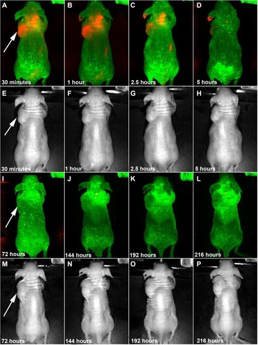 Figure 3 Time-dependent in vivo luminescence imaging of Panc-1 tumor-bearing mice (left shoulder, tumor pointed by white arrows) injected with ~50 mg/kg of MSA-functionalized NIR QDs, with background in green and the QD signals in red.Notes: All images were acquired under the same experimental conditions. Transmission images in (E–H) and (M–P) correspond to the luminescence images in (A–D) and (I–L), respectively.Abbreviations: MSA, mercaptosuccinic acid; NIR, near-infrared; QDs, quantum dots.