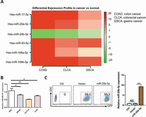 Figure 1. Reduced miR-20b-5p level in colon cancer. (a) The heatmap of expression of miR-17 family in gastrointestinal carcinoma. (b) The relative expression of miR-20b-5p in normal intestinal epithelial cells and colon cancer cell lines. (c) The representative flow cytometric analysis of transfected efficiency of anti-virus in HCT-116 cell line and the expression of miR-20b-5p was detected by Real-time PCR