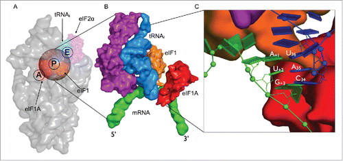 Figure 1. Structural overview of the eukaryotic initiation complex (A) Small subunit of the eukaryotic ribosome (gray) showing the initiation factors eIF1 (red), eIF1A (orange) and eIF2-α (purple) in complex with initiator tRNA (blue) bound to the AUG start codon (green). The transparent sphere on top of the P-site is the volume where the simulations are focused. (B) A close-up view onto the mRNA-tRNAi complex in surface representation illustrating the proximity of the initiation factors to the codon-anticodon minihelix. (C) A zoomed in view of the codon-anticodon triplet is represented as blocks using the standard reference frame for nucleic acids. eIF1 can be seen to bind closer to the first codon position toward the E-site while eIF1A is located in the A-site closer to the third codon position. The rRNA and proteins are omitted for clarity.