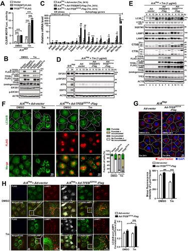 Figure 9. OE of the constitutively active TFEB mutant enhances expression of autophagy genes and improves autophagic defects in A/A cells during ER stress. (A) Luciferase activity assay of the 5xCLEAR luciferase reporter. A/AMEF cells were cotransfected with plasmids expressing 5xCLEAR-driven firefly luciferase, CMV-driven Renilla luciferase, and FLAG-tagged TFEB (TFEB[WT]-FLAG or TFEBS211A-FLAG) for 30 h. Cells were then treated with DMSO or Tm (100 ng/mL) for 16 h, and luciferase activities were measured. Data are presented as mean ± SEM of three independent experiments. ***p < 0.001, Vector vs. TFEB[WT]-FLAG or TFEBS211A-FLAG; ###p < 0.001, DMSO vs. Tm; &&&p < 0.001, TFEB[WT]-FLAG vs. TFEBS211A-FLAG. (B) WB analysis of overexpressed TFEB[WT]-FLAG and TFEBS211A-FLAG proteins in A/AMEF cells in (A). (C) Quantitative RT-PCR analysis of mRNA expression of ER stress response and autophagy genes in vector-, TFEB[WT]-FLAG-, or TFEBS211A-FLAG-overexpressing A/AHep cells. A/AHep cells infected with vector-, TFEB[WT]-FLAG-, or TFEBS211A-FLAG-expressing adenoviruses for 24 h were treated with DMSO or Tm (1 µg/mL) for 24 h. Data are presented as mean ± SEM of three independent experiments. *p < 0.05, **p < 0.01, and ***p < 0.001, Ad-vector vs. Ad-TFEB[WT]-Flag or Ad-TFEBS211A-Flag; #p < 0.05 and ##p < 0.01, Ad-TFEB[WT]-Flag vs. Ad-TFEBS211A-Flag. Ctsb: cathepsin B; Ctsd: cathepsin D; Ctsl: cathepsin L. (D and E) WB analysis of EIF2S1, p-EIF2S1, its downstream target proteins (D), and autophagy and lysosomal proteins (E) in vector-, TFEB[WT]-FLAG-, or TFEBS211A-FLAG-overexpressing A/AHep cells. Cells infected with vector-, TFEB[WT]-FLAG-, or TFEBS211A-FLAG-expressing adenoviruses for 24 h were treated with DMSO or Tm (1 µg/mL) for the indicated durations. Cell lysates were prepared at each time point after Tm treatment. Lysates of Tm (0 and 24 h)-treated S/SHep cells were prepared as positive controls. They were subjected to WB analysis of the indicated proteins. The LC3B-II:I ratios are shown below the first panel in (E). CTSB: cathepsin B; CTSL: cathepsin L; Pro: procathepsin; Sc: mature single-chain cathepsin; Dc: heavy chain of mature double-chain cathepsin. (F) Representative IF images of LC3A/B (green) and TFEBS211A-FLAG (red) in vector- or TFEBS211A-FLAG-overexpressing A/AHep cells. Cells were treated with DMSO or Tm (1 µg/mL) for 24 h. The dotted white line defines the cell boundary. Scale bar: 20 µm. The graph depicts the fraction (%) of cells with different LC3A/B staining patterns as described in Figure 2A. Data are presented as mean ± SEM of three independent experiments (at least 150 cells per condition). (G) Representative LysoTracker staining images of vector- or TFEBS211A-FLAG-overexpressing A/AHep cells. Cells were stained with LysoTracker (100 nM, red) and Hoechst 33,258 (10 μg/mL, blue) for the last 30 min of the treatment. The dotted white line defines the cell boundary. Scale bar: 20 µm. The graph depicts quantification of the MFI of LysoTracker. Data are presented as mean ± SEM of three independent experiments (at least 150 cells per condition). (H) Representative IF images of LC3A/B (green) and LAMP1 (red) in vector- or TFEBS211A-FLAG-overexpressing A/AHep cells. Cells were treated with DMSO or Tm (1 µg/mL) for 24 h. Nuclei were stained with DAPI (blue). The third panels in the bottom row are magnified images of the boxes in the second panels. Yellow IF signal indicates double labeling of LC3A/B (green) and LAMP1 (red). Scale bars: 20 µm except for the magnified images (10 µm). The graph depicts quantification of the colocalization of LC3A/B with LAMP1. Data are presented as mean ± SEM of three independent experiments (at least 150 cells per condition). A one-way ANOVA with Tukey’s post hoc test was used in (C) and a two-way ANOVA with Sidak’s post hoc test was used in (A), (G), and (H).