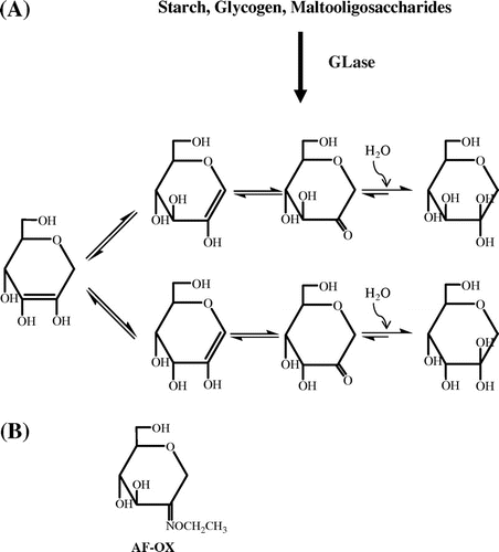 Fig. 1. Formation and tautomerization of AF (A) and the structure of AF-OX (B).