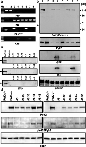 Figure 2.  Generating FAK−/ − FN−/ − p53−/ −  cell lines. (a) PCR verification of knocking out FAK in vitro. Marker lane (Ma): the 100-bp marker; lanes 1 and 2: FAK+/ +  and FAK−/ −  control cell lines, respectively; lane 3: parental FAKloxP/loxPFN−/ − p53−/ −  line #5; lane 4: line #5 transduced with Cre-expressing adenovirus for 48 h; lane 5: single clone #5.41; lane 6: parental FAKloxP/loxPFN−/ − p53−/ −  line #8; lane 7: line #8 transduced with Cre-expressing adenovirus for 48 h; lane #8: single clone #8.36. PCR product size: FN+, 900 bp; FN− 1060 bp; FAK+ 290 bp; FAKloxP, 400 bp; Cre, 419 bp. The same pair of primers is used to detect both FAK+ (290 bp) and FAK loxP (400 bp) alleles. (b) Western blot analyses of FAK knockout in vitro. Lane 1, FAK wild-type control cell line; lane 2, FAK-null control cell line; lane 3, cell line 5 (FAKloxP/loxPFN−/ − p53−/ − ); lane 4, cell line 5 (FAKloxP/loxPFN−/ − p53−/ − ) plus Cre; lane 5, cell line 5.41 (FAK−/ − FN−/ − p53−/ − ) 48 h after adding Cre; lane 6, cell line 8 (FAKloxP/loxPFN−/ − p53−/ − ); lane 7, cell line 8 (FAKloxP/loxPFN−/ − p53−/ − ) plus Cre; lane 8, cell line 8.36 (FAK−/ − FN−/ − p53−/ − ) 48 h after adding Cre. Arrow indicates size of FRNK, independently expressed C-terminal region of FAK. GFP and Cre expression are detected 48 h upon infection with adenovirus and they are gone in single cell clones. Paxillin used as a loading control. (c) Western blot analysis of FAK expression in clones derived from cell lines #5 and #8 after in vitro deletion of floxed region of FAK with adnovirus-delivered Cre. FAK+/ + , control cell line that express FAK; FAK−/ − , negative control line obtained directly from FAK−/ −  embryos (Furuta et al. Citation1995). (d) Western blot analysis of Pyk2 expression and (auto)phosphorylation on Y402. FAK+/ + , control cell line that express FAK; FAK−/ − , negative control line obtained directly from FAK−/ −  embryos (Ilic et al. Citation1995). Actin was used as a loading control. Anti-FAK antibodies were purchased from BD Transduction Laboratories and from Santa Cruz Biotechnology. Anti-Pyk2 antibody was from from BD Transduction Laboratories, anti-paxillin and ant-GFP from Zymed, anti-phosphoY402 Pyk2 from BioSource, anti-Cre from Covance. All secondary Abs were from Jackson Immunoresearch.