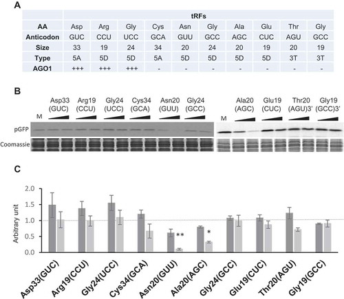 Figure 2. A subset of Arabidopsis tRFs can inhibit efficiently translation in vitro. (A) Features of the 10 tRFs analysed in this work. Their sequences are presented in Supplemental Table 1 and the data derive from [Citation28]. Besides, tRF-5A (Asp) was also found in AGO1 immunoprecipitates (L. Drouard, personal communication). (B) The synthetic tRFs presented in (A) were tested for their ability to inhibit the in vitro protein synthesis of pGFP. Experiments were performed essentially as described in Fig. 1C. Two concentrations of oligoribonucleotides (0.2 and 1 µM) were used. Quantifications of the results are presented in (C). An arbitrary value of 1 (dotted vertical line) has been given to in vitro synthesized pGFP in the absence of added tRF (Mock experiment: M). Error bars represent standard errors of the mean of independent biological experiments (n = 3 to 13). One-way ANOVA tests were used to calculate p-values. Asterisks indicate statistically significant differences between Mock and each treatment (**P< 0.01; *P< 0.1). Dark grey: 0.2 µM, pale grey: 1 µM.