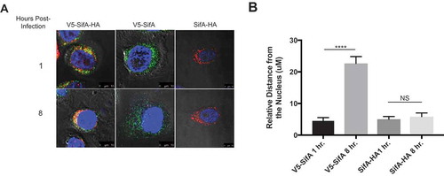 Figure 6. Activated individual SifA domains restore SifA domain localization in caspase-3 KO Cells. Caspase-3 KO HeLa cells containing either V5-SifA-HA, V5-SifA or SifA-HA were infected with WT-SL1344. The cells were fixed and stained (refer to methods) at 1 and 8 hr post-infection. Without caspase-3, both domains of V5-SifA-HA remain in the perinuclear region at all time points following infection (top and bottom left panels), suggesting caspase-3 cleavage is important for domain localization (compare to top panels in Figure 5). When using V5-SifA, which resembles the post-caspase-3 cleavage form of the SifA N-terminal domain, we restore domain localization (top and bottom middle panels). Experiments were performed at least three times using cells of different passage. (b) Relative distance (measured using a micron scale) of the distance travelled by the N-terminal and C-terminal in both V5-SifA and SifA-HA at 1 and 8 hrs. post-infection. P Values (statistics calculated using unpaired Student’s t test): NS, not significant; **** P < 0.0001.