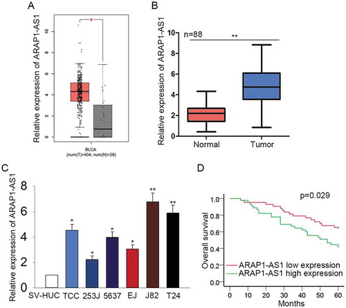 Figure 1. Highly expressed ARAP1-AS1 predicted the unfavorable prognosis for patients with BCa.A. The expression condition of ARAP1-AS1 in the BCa samples and normal controls was detected in TCGA database. B-C. qRT-PCR was performed to quantify the expression of ARAP1-AS1 in both BCa tissues and cell lines. D. Kaplan-Meier analysis was used to reveal the correlation between the expression of ARAP1-AS1 and the overall survival of patients with BCa. *p < 0.05 and **p < 0.01 vs. control group.