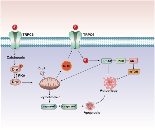 Figure 3. Overexpressed TRPC6 leads to damaged Ca2+ influx into TECs, which in turn,activates ERK and PI3K/Akt/mTOR signaling pathways, leading to Akt phosphorylation, mTOR activation, and autophagy inhibition and lead to cell apoptosis. Dephosphorylation of Drp1 by calcineurin promotes apoptosis by inducing mitochondrial fragmentation.TECs: tubular epithelial cells; Drp1: dynamin-related protein.