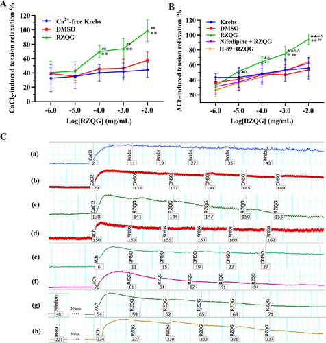 Figure 2 Relaxation effect of RZQG in vitro. (A) Relaxation of RZQG on CaCl2-induced tension; (B) Relaxation of RZQG on ACh-induced tension; (C) Tension change diagram. (a) Effects of Ca2+-free Krebs on CaCl2-induced tension. (b) Effects of Ca2+-free Krebs on CaCl2-induced tension. (c) Effects of RZQG on CaCl2-induced tension. (d) Effects of Krebs on ACh-induced tension. (e) Effects of DMSO on ACh-induced tension. (f) Effects of RZQG on ACh-induced tension. (g) Effects of nifedipine + RZQG on ACh-induced tension. (h) Effects of H-89 + RZQG on ACh-induced tension. (n = 6). Compared with the control group, #P < 0.05, ##P < 0.01. Compared with DMSO group, * P < 0.05, ** P < 0.01. Compared with nifedipine + RZQG group, Δ P < 0.05, ΔΔ P < 0.01. Compared with H-89 + RZQG group, ▲ P < 0.05, ▲▲ P < 0.01.