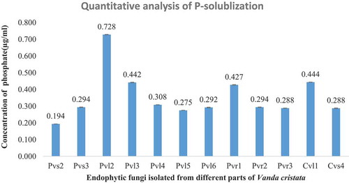 Figure 3. Soluble phosphate estimation for different endophytic fungi isolated from V. cristata. PVL2 was highest phosphate solubilizer and PVS2 was least. Experiments were performed in a biologically independent replicate (n = 3) with ±SE. Tested values are significantly different at p ≤ 0.05 (one way ANOVA).