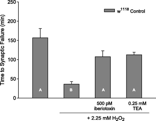 Figure 4. Pharmacological blockade of BK channel conductance protects synaptic transmission from acute stress. Pharmacological inhibition of BK channel conductance using 500 pM iberiotoxin significantly increases time to synaptic failure in w1118 control larvae exposed to 2.25 mM H2O2 compared to w1118 H2O2 controls [one-way ANOVA, F(3, 19) = 9.449, p < .05]. Nonselective K+ channel inhibition using 0.25 mM TEA also increases synaptic transmission tolerance to acute oxidative stress in w1118 control larvae [p < .05]. Vertical bar chart is shown as mean ± SEM. n = 5–6 preparations per group.