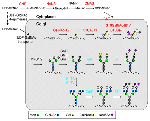 Figure 1. Schematic presentation of the engineered O- and N-glycosylation pathways in N. benthamiana ΔXF plants. Only the Golgi processing steps are shown. Heterologous expressed proteins for the generation of disialylated O-glycans are shown in red (GNE: UDP-N-acetylglucosamine 2-epimerase/N-acetylmannosamine kinase; NANS: N-acetylneuraminic acid phosphate synthase; CMAS: CMP-N-acetylneuraminic acid synthetase; CST: CMP-Neu5Ac transporter). Additional expression of two mammalian glycosyltransferases (GalT: β1,4-galactosyltransferase; ST: α2,6-sialyltransferase) is required for complex N-glycan modification and expression of mammalian N-acetylglucosaminyltransferase IV (GnTIV) and N-acetylglucosaminyltransferase V (GnTV) is required for the generation of multi-antennary complex N-glycans (these mammalian enzymes are depicted in blue). Endogenous plant proteins involved in early N-glycan processing reactions (MNS1/2: Golgi-α-mannosidase I; GnTI: N-acetylglucosaminyltransferase I; GMII: Golgi-α-mannosidase II; GnTII: N-acetylglucosaminyltransferase II) or conversion and transport of nucleotide sugars for O- and N-glycan formation are shown in black (NANP: Neu5Ac-9-phosphate phosphatase).