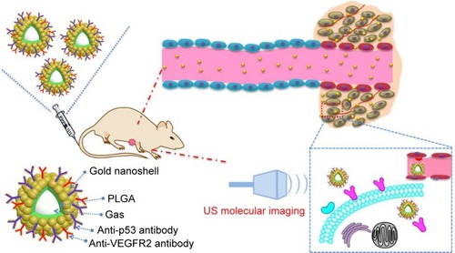 Scheme 1 Schematic illustration of the structure of DNCs and the ultrasound molecular imaging process using the dual targeted agent.Note: DNCs, dual-targeted gold nanoshelled poly(lactic-co-glycolic acid) nanocapsules carrying anti-vascular endothelial growth factor receptor type 2 antibody and anti-p53 antibody.Abbreviations: PLGA, poly(lactic-co-glycolic acid); US, ultrasound; VEGFR2, vascular endothelial growth factor receptor type 2.