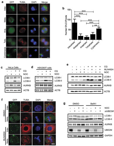 Figure 1. Autophagy is inhibited during mitosis.(a) HeLa GFP-LC3 stable cell line were treated with 50 μM chloroquine (CQ) 2 h before being fixed with 4% PFA and stained with anti-TUBA. The coverslips were then mounted with mounting medium containing DAPI. The distribution of LC3 puncta was observed in mitotic cells under microscope. Scale bar: 10 µm.(b) Quantification of the number of LC3 puncta in cells of different mitotic phases (n = 10). Columns, mean; bars, ± S.D. (**, P < 0.01; ***, P < 0.001; One way ANOVA with Dunnett’s multiple comparisons test).(c and d) HeLa cells (c) or HEK293T cells (d) were treated with 250 ng/ml nocodazole (NOC) for 16 h. Cells were treated with either DMSO or 25 μM CQ for 2 h before being harvested and were subsequently subjected to western blot analysis. AURKB/ARK2 was used as a G2/M phase marker.(e) HeLa cells were treated with either MLN4924 (1 μM), NOC (200 ng/ml) or NOC (200 ng/ml) plus MLN4924 (1 μM) for 16 h, the cells were then treated with or without CQ (25 μM) for 2 h and subjected to western blot analysis.(f) HeLa GFP-LC3 stable cell line were treated with either DMSO or MLN4924 (1 μM) for 16 h. Cells were then fixed with 4% PFA and stained with anti-TUBA. The coverslips were then mounted with mounting medium containing DAPI. The coverslips were subsequently subjected to immunofluorescence analysis as indicated. Scale bar: 5 µm.(g) HeLa cells were transfected with siRNA targeting UBE2M for 48 h and were treated with either DMSO or nocodazole (200 ng/ml) for 16 h. The cells were then treated with or without BafA1 (100 nM) for 2 h and subjected to western blot analysis.