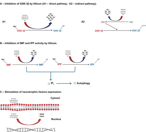 Figure 1 Putative mechanisms of action of lithium. (A) Lithium inhibits GSK-3β activity by dislocating magnesium ions from the catalytic core (direct pathway). Lithium can also inhibit GSK-3β activity by increasing the phosphorylation of Ser9 residue. This is secondary to the lithium-induced activation of kinases (eg, Akt) and/or inhibition of phosphatases (eg, protein phosphatase-2) (indirect pathway). (B) Lithium increases autophagy by inhibiting the activity of IMP and IPP and, consequently, reducing IP3 levels. (C) Lithium can also directly stimulate the production of neurotrophic factors BDNF and VEGF by activation of gene expression in the nucleus.