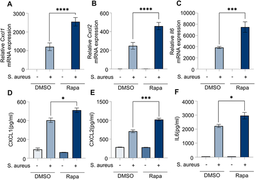 Figure 2 Rapa upregulates inflammation levels in BMDMs induced by S. aureus. BMDMs and culture supernatant were collected for Q-PCR and ELISA after incubation with Rapa (20 nM) for 3 hours and S. aureus (10 MOI) for 6 hours. (A) Cxcl1 mRNA; (B) Cxcl2 mRNA; (C) Il6 mRNA; (D) CXCL1 protein; (E) CXCL 2 protein; (F) IL6 protein. Data in panels (A–F) represent 3 samples for each group and were replicated in 3 independent experiments. Data expressed as mean ± SD in each group. Rapa, Rapamycin; DMSO, Dimethyl sulfoxide; S. aureus, Staphylococcus aureus; CXCL1, C-X-C motif chemokine ligand 1; CXCL2, C-X-C motif chemokine ligand 2; IL6, interleukin 6; + or -, with or without S. aureus infection; * p < 0.05, *** p < 0.001, ****p < 0.0001.