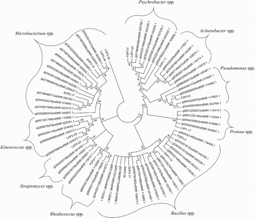 Figure 4. 16SrRNA gene sequence neighbour-joining phylogenetic tree of the selected bacterial isolates and their nearest homologue sequences from NCBI. The tree was constructed in Mega 5 and 100 replicates of bootstrap was used as measure of reliability.