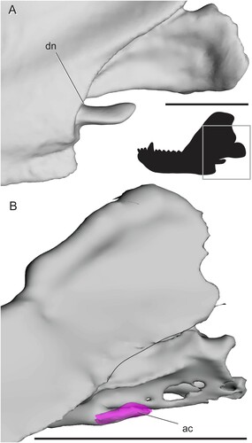FIGURE 11. Surface and CT scans of the angular region in non-mammalian eucynodonts in left lateral view. A, Trirachodon berryi (BP/1/4658); B, Probainognathus jenseni (PVSJ 410) with angular cleft overlay. Box on silhouette illustrates location of images. Curved, solid line in B indicates posterior edge of preserved dentary. Abbreviations: ac, angular cleft; dn, dorsal notch. Scale bars equal 1 cm.
