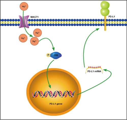 Figure 8. The mechanism graph of the regulatory network and function of MAGT1 in glioma. MAGT1 promotes the growth and radioresistance of glioma cells through ERK/MAPK signaling pathway-mediated upregulation of PD-L1 expression.