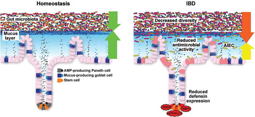 Figure 3. Small-intestinal barrier function during homeostasis and IBD. During homeostasis, the gut microbiota is held at a distance through a mucus layer that is loaded with antimicrobial peptides (AMPs), which are predominantly produced by Paneth cells. During IBD, decreased diversity of the gut microbiota is consistently observed over most studies. Moreover, reduced antimicrobial activity and adherent-invasive E. coli (AIEC) are observed in ileal biopsies, which may be a result of defective Paneth cell function in Crohn’s disease.