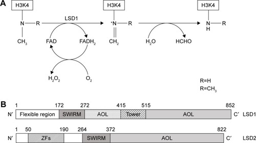 Figure 1 Schematic representation of enzymatic activity and linear structure of human LSD1 and LSD2.