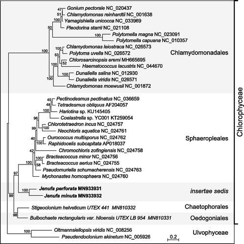 Figure 1. RAxML tree inferred from 13 concatenated mitogenome-encoded proteins of 30 chlorophycean green algae. Oltmannsiellopsis viridis and Pseudendoclonium akinetum (Ulvophyceae) were used as outgroup taxa. The figure shows the best-scoring tree, with bootstrap support values (100 replicates) reported on the nodes. GenBank accession numbers are provided for the mitogenomes of all taxa. The scale bar denotes the estimated number of amino acid substitutions per site. The data set was generated using the predicted protein sequences derived from atp6, atp9, cob, cox1, cox2, cox3, nad1, nad2, nad3, nad4, nad4L, nad5, nad6. Following alignment of the sequences of individual proteins with Muscle v3.7 (Edgar Citation2004), ambiguously aligned regions were removed using TrimAL v1.4 (Capella-Gutierrez et al. Citation2009) with the options block = 6, gt = 0.7, st = 0.005 and sw = 3, and the protein alignments were concatenated using Phyutility v2.2.6 (Smith and Dunn Citation2008). The phylogenetic analysis was carried out under the GTR + Γ4 model.