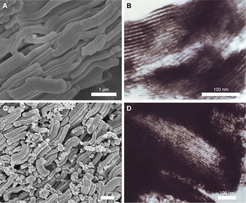 Figure 1 The SEM images of (A) SBA-15 and (C) MSn. The TEM images of (B) SBA-15 and (D) MSn.