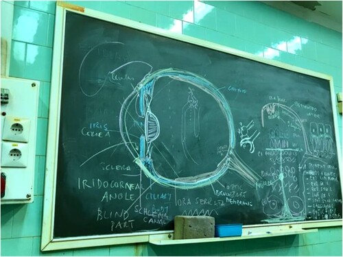 Figure 5. Chalk drawings used in the dissection laboratory in Budapest, 2019. Courtesy of Rachel Vaden Allison.