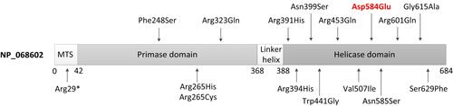Figure 2 Scheme of Twinkle structure (NP_068602) and distribution of pathogenic variants associated with Perrault syndrome. The N-terminal contains the mitochondrial targeting sequence (MTS); then, there is an N-terminal primase domain, a C-terminal helicase domain, and a linker region connecting the two domains. The novel missense variant identified in the proband in this study is in red.
