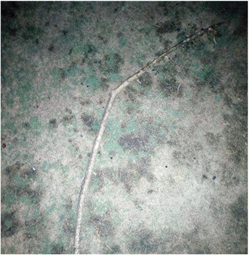 Figure 1. Picture of a stick on a cement floor.