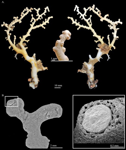 Figure 15. Pleurocorallium clavatum sp. nov. Holotype, USNM 1195223: (A) Front and back sides of colony, and enlargement of branch; (B) SEM image of branch and cross-section.