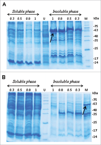Figure 2. Expression optimization of TAT-BoNT/A recombinant protein under denaturing condition. Protein expression with different concentrations of IPTG was assessed once at (A). 37°C and once at (B). 30°C incubation temperature. Recombinant protein (54kDa band, shown with arrows) had the highest expression level in 1mM IPTG concentration at 37°C. Soluble phase: supernatant containing soluble proteins; Insoluble phase: pellet of cells lysed with 8M urea containing insoluble proteins. M: Protein size marker; U: Cell lysate before induction of the expression; 12% SDS-PAGE stained with coomassie brilliant blue G250.