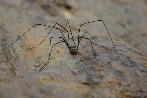 Figure 5. The cold-adapted, generalist predator Mitopus glacialis (Heer, 1845) (Opiliones) from the pioneer stages of the Forni glacier foreland (Central Italian Alps). Photo: Mauro Gobbi.
