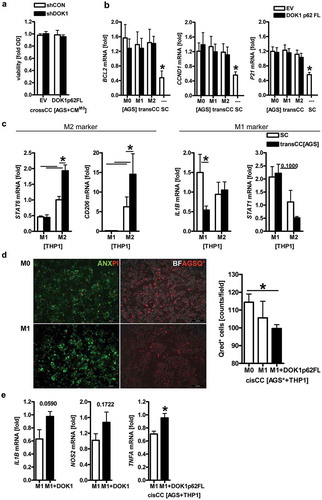 Figure 6. DOK1 in macrophages reduces viability of gastric cancer cells. (a–c), Soluble factors derived from macrophages are insufficient to alter gastric cancer cell viability. (a), “Cross”-cultures (crossCC): THP1 M0 macrophages were transfected with shRNA or expression plasmids for 72 h before collection of conditioned medium. The latter was transferred to subconfluent monolayers of AGS (or MKN45) cells, and viability was measured by colorimetric MTT assay after 2 days. Optical density values were calculated as -fold ± S.E. compared with day 0 (n.s., Two-way ANOVA, n = 3). (b-c), Trans co-cultures (transCC): THP1 M0 macrophages were transfected with EV or DOK1 p62 FL for 6 h before polarization to M1 or M2 for additional 48 h. Macrophages in 3D trans-well inserts were then co-cultivated separated from adherent AGS monolayers for additional 48 h. Naïve AGS in single culture (SC) served as control. Ct-values of RT-qPCRs normalized to B2M were calculated as -fold ± S.E. (*p < .05 transCC vs. SC, Two-way ANOVA or Kruskal Wallis test, n = 3). (b) AGS and (c) macrophage mRNAs after coculture. (d), DOK1 in macrophages reduces viability of human gastric cancer cells in a contact-dependent manner. Cis co-cultures (cisCC): THP1 M0 macrophages were transfected as in b-c, left unpolarized or were polarized to M1 for a total of 48 h before exposure to red 655 nm QTracker-labelled AGS* cells for additional 48 h. Data from live cell imaging are mean numbers of remaining red-labeled AGS* cells per field ± S.E. (*p < .05 DOK1 vs. EV, Kruskal Wallis test, n = 10 fields per sample, n = 5 independent experiments). Color code: red = AGS* or propidiumiodide (abbrev. PI; necrotic cells); green = annexin (abbrev. ANX; apoptotic cells); white/grey = brightfield (abbrev. BF). Original magnification 100x; Scale bars = 200 µm. (e), DOK1 in M1 macrophages increases inflammatory gene expression. RNA was extracted from mixed cell samples upon cisCC in panel (d). Ct-values of RT-qPCRs normalized to B2M were calculated as -fold ± S.E. (*p < .05 DOK1 vs. EV, Mann Whitney test, n = 3).