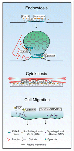 Figure 2. Diverse modes of F-BAR oligomerization in endocytosis, cytokinesis, and cell migration. Schematics of possible modes of F-BAR protein oligomerization, protein recruitment, and signaling in endocytosis, cytokinesis, and cell migration.