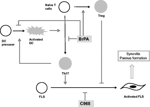 Figure 2. Metabolic inhibitors affect cell differentiation and activation in the SKG mouse arthritis model.