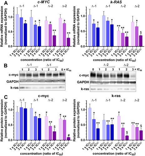 Figure 5. A. Relative expression of c-MYC and k-RAS mRNA in HCT116 cells treated with Λ- and Δ-enantiomers of 1 and 2 at concentrations corresponding to 1×, 2×, and 3 × IC50, respectively, normalised to GAPDH. B. Western blot images of c-myc, k-ras, and GAPDH levels in HCT116 cells treated with increasing concentrations (indicated above gels) of 1 and 2. C. Relative expression of c-myc and k-ras proteins normalised to GAPDH. Data represent the mean ± SD of two to four independent experiments. The stars indicate a statistically significant difference determined by the Student t-test (*p ≤ .05; **p ≤ .01; $p ≤ .001; #p ≤ .0001).