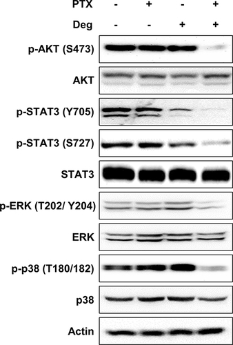 Figure 2 Inhibition of phosphorylation of AKT, STAT3, ERK, and p38 MAPK by cotreatment of deguelin and paclitaxel in SKOV3-TR ovarian cancer cells. SKOV3-TR cells were treated with DMSO (mock), paclitaxel (200 nM), deguelin (10 µM), and cotreated with paclitaxel (200 nM) and deguelin (10 µM), respectively. At 48 h after treatment, cells were harvested, and then the expression of AKT, STAT3, p38 MAPK, and p42/44 ERK and their phosphorylation status were examined by immunoblotting. Actin was used as a loading control.