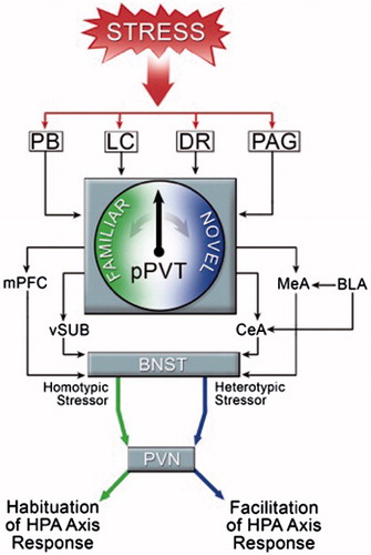 Figure 4. Critical role of the basolateral amygdala (BLA) and the posterior paraventricular nucleus of the thalamus (pPVT) in regulating habituation (coded in green) and facilitation (coded in blue), respectively, of HPA responses to familiar and novel stressors. This diagram summarizes a series of experiments from the laboratory of Professor Seema Bhatnagar (see text and references for a summary of experiments and relevant citations) that positions the pPVT as a brain area where discriminations are made between homotypic stressors and heterotypic stressors, but only in animals that have been exposed previously to chronic intermittent stress. Afferent inputs to the pPVT include those originating from the parabrachial nucleus (PB), locus coeruleus (LC), dorsal raphe (DR) and the periaqueductal gray (PAG). Efferent projections from the pPVT include those to the medial prefrontal cortex (mPFC), ventral subiculum (vSUB), medial nucleus of the amygdala (MeA) and central nucleus of the amygdala (CeA), all of which project to the bed nucleus of the stria terminalis (BNST). Note that the pPVT does not project directly to the PVN. Also depicted is a projection from the basolateral nucleus of the amygdala (BLA) to the CeA that plays an important role in habituation of HPA responses to repeated daily exposure to a homotypic stressor.