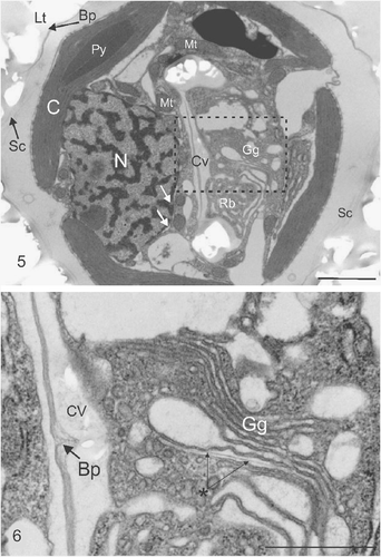 Figs. 5, 6. Ultrastructure of coccolith developing within a C. pelagicus cell. Fig. 5. TEM showing impression left by external coccoliths (Lt), baseplate of coccolith (Bp) and layer of organic scales (Sc) on the outside of the cell. Internal organelles comprise the chloroplast (C) showing a single thylakoid traversing the pyrenoid (Py), Nucleus (N) surrounded by the nuclear envelope, indicated by white arrows, and mitochondria (Mt), closely associated Golgi-derived coccolith vesicle (Cv) in the early stages of development. The Golgi body (Gg) and mass of anastomosing vesicles resembling a reticular body (Rb) are located in the distal pocket of the developing coccolith vesicle. Fig. 6. Detail of Fig. 5 (indicated by box) showing the Golgi body and the central region of the coccolith vesicle containing an unmineralized section of the coccolith organic baseplate. A newly developing organic baseplate or scale is located within a distal Golgi cisterna (marked with asterisk). Scale bars: 2 µm (Fig. 5) and 1 µm (Fig. 6).