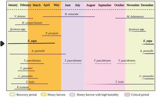 Figure 3. Flowering periods for some species whose pollen grains were identified in the samples analysed. Based on and modified from Porter-Bolland (Citation2003).
