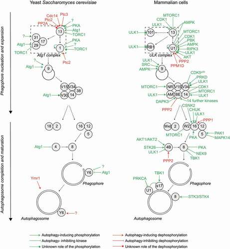 Figure 2. Autophagy progression is fine-tuned by multiple phosphorylation and dephosphorylation events regulating the core Atg machinery. Autophagy is initiated by the formation of a phagophore assembly site (PAS), where the hierarchical assembly of the indicated proteins drives the process of autophagosome formation, characterized by the formation of a phagophore and its expansion. Many of these Atg proteins are subject to phosphoregulation, as detailed in the text. This overview shows the yeast (left panel) and mammalian (right panel) kinases and phosphatases acting on the autophagy pathway. For simplicity, the effect of the kinase or phosphatase on the pathway, rather than the effect on the specific target protein, is indicated. All yeast and mammalian Atg proteins are indicated with their respective numbers. AM, AMBRA1; BE, BECN1; RB1, RB1CC1; NR, NRBF2; S17, STX17; U1, ULK1; V15, Vps15/PIK3R4; V30, Vps30; V34, Vps34/PIK3C3; W2, WIPI2; W45, WDR45/WIPI4; Y6, Ykt6. Note that BECN1 is regulated by numerous kinases, including AKT1, AMPK, BCR-ABL (an oncogenic fusion protein between BCR [BCR activator of RhoGEF and GTPase] and ABL1 [ABL proto-oncogene 1, non-receptor tyrosine kinase], which is found in most patients with chronic myelogenous leukemia), CAMK2, CSNK1G2, DAPK1, DAPK2, EGFR (epidermal growth factor receptor), PTK2 (protein tyrosine kinase 2), MAPKAPK2 (MAPK activated protein kinase 2), MAPKAPK3, PGK1 (phosphoglycerate kinase 1), ROCK1 (Rho associated coiled-coil containing protein kinase 1), ULK1 and STK4, details are shown in Figure 3. Color code: green, kinase; red, phosphatase. Black dashed arrows indicate the assembly hierarchy of the Atg machinery and the progression of autophagy.