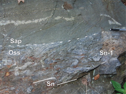 Plate 6. Allingtown dike (Sap) cutting the Savin Schist (Oss). The weakly foliated dike truncates (dashed line) a coarse-grained muscovite-chlorite-quartz metamorphic fabric in the schist (Sn-1, dotted line). Later deformation has folded and refoliated the schist (Sn, solid lines) and penetratively chloritized the dike.