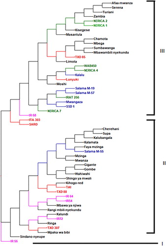 Figure 2. Dendrogram showing genetic relationship among 54 rice genotypes tested using 14 SSR markers. Accessions with the same colour share the same source of collection.